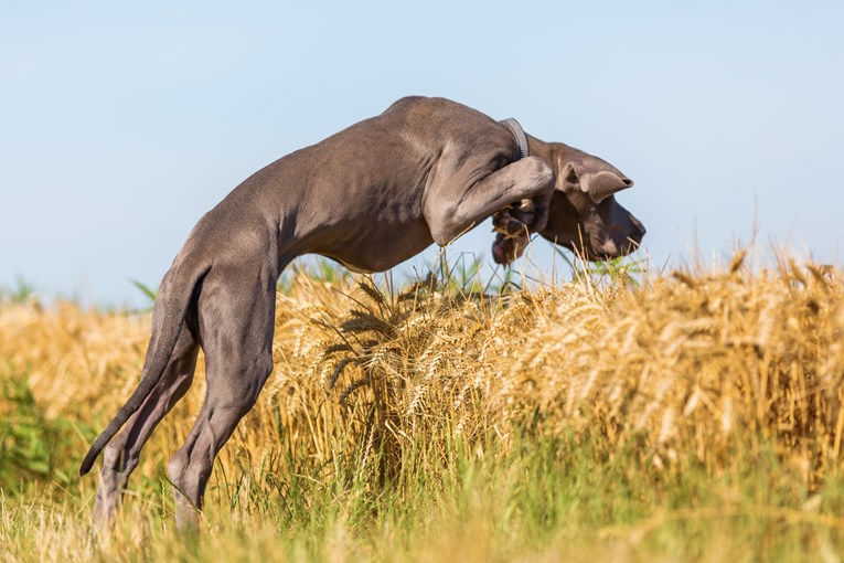 Ovi psi uživaju u skakanju u travi na poseban način
