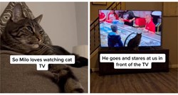 Kad njegovi vlasnici gledaju nešto što mu nije po volji, ovaj mačak samo isključi TV
