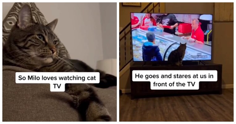 Mačak Milo ne voli kad vlasnici prebace njegov omiljeni TV program pa ih ovako kazni
