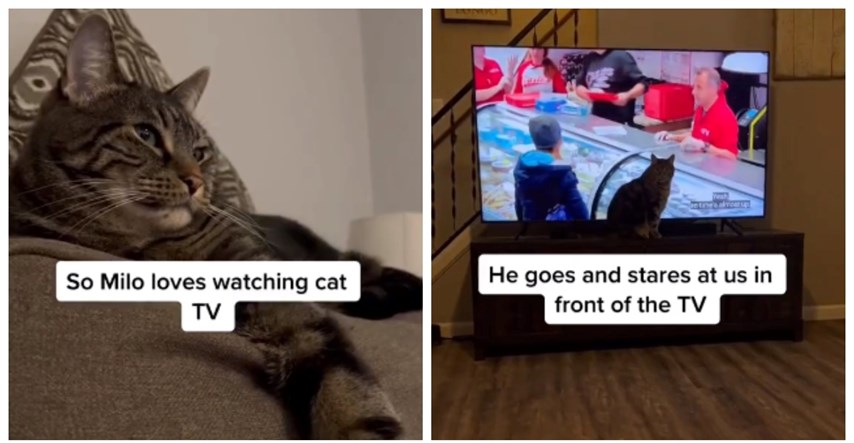 Kad njegovi vlasnici gledaju nešto što mu nije po volji, ovaj mačak samo isključi TV