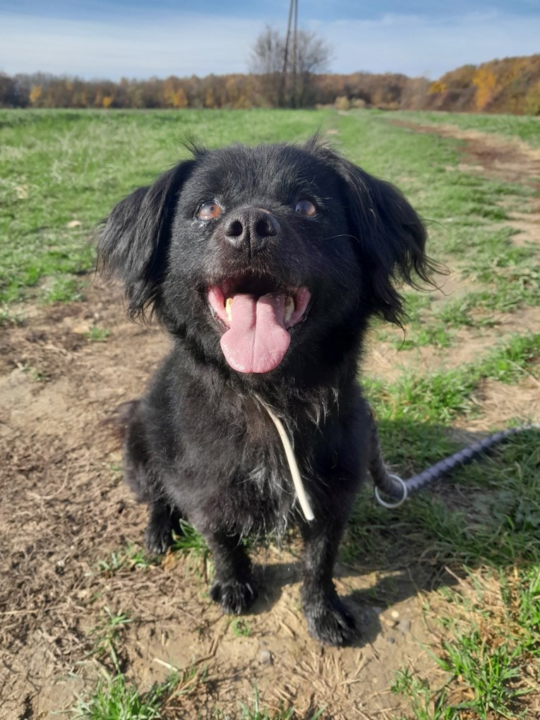 Nakon gotovo osam godina s obitelji maleni Lech vraćen je u sklonište. Pomozimo mu