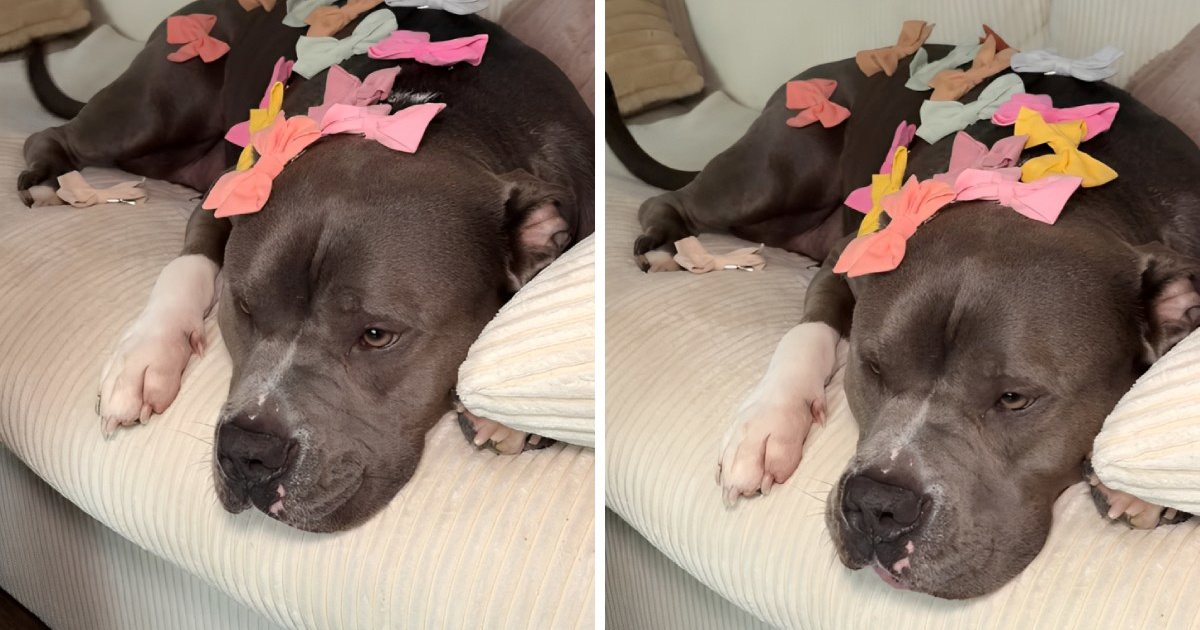 3,4 mil. pregleda: Nježni pit bull s mašnama ruši stereotipe o pasmini, video je hit