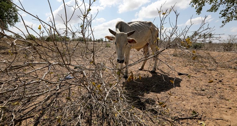 Izvješće: Razlog razorne suše u Africi je globalno zatopljenje