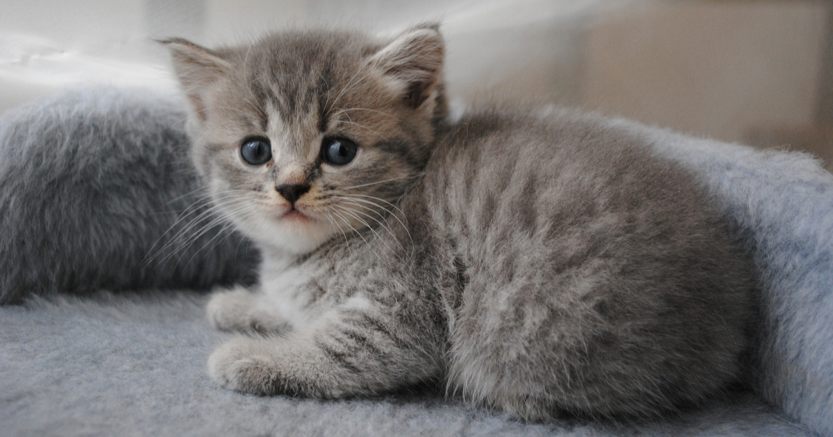 Znakovi koji otkrivaju da je vaša mačka usamljena
