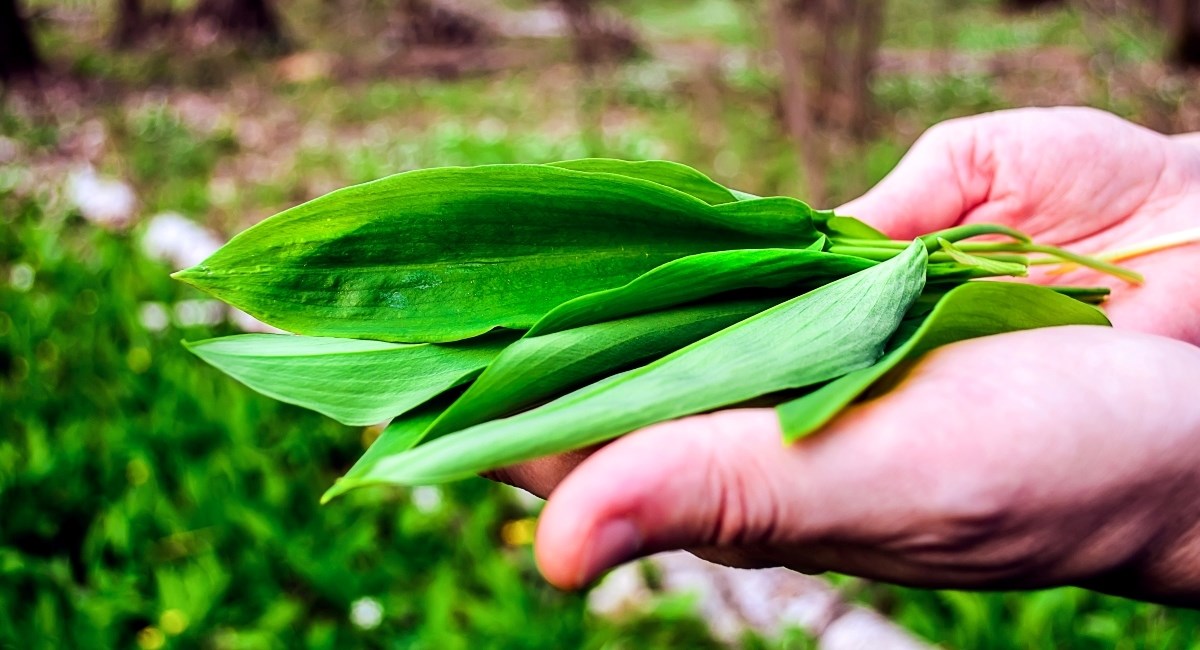 Kreće sezona jedne omiljene proljetne namirnice - idete li i vi u berbu?