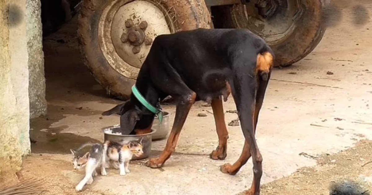 Ženka dobermana je izgubila štence pa počela brinuti o napuštenim mačićima