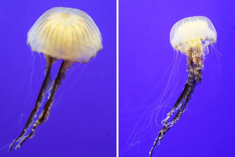 Jedna od najvećih jadranskih meduza ponovno je stigla u Aquarium Pula