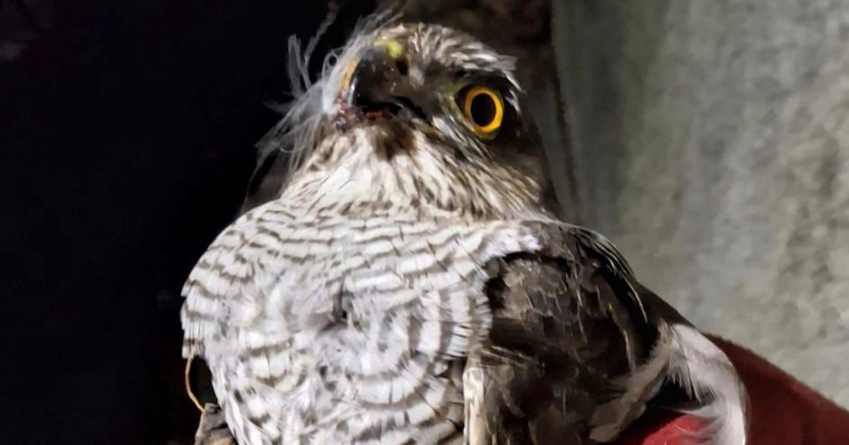 Na zagrebačkom trgu pronađena ozlijeđena ptica grabljivica, pružena joj je pomoć