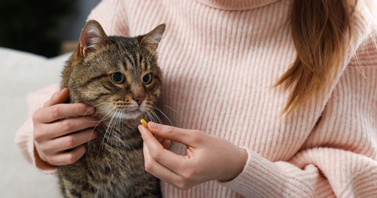 Mačkama ne smijete davati ove lijekove za ljude, mogu biti pogubni za njih