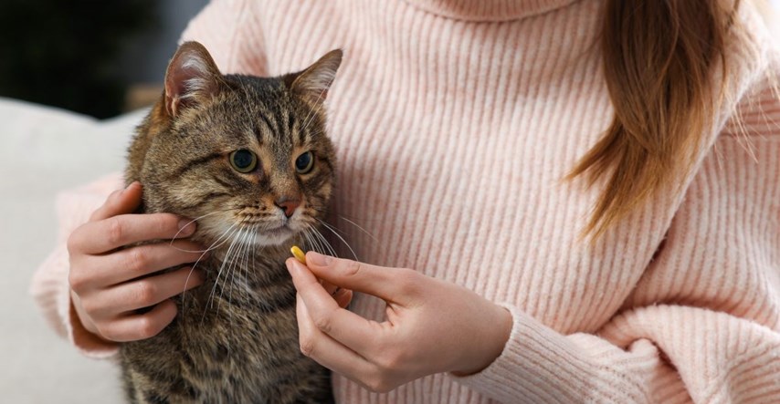 Mačkama ne smijete davati ove lijekove za ljude, mogu biti pogubni za njih