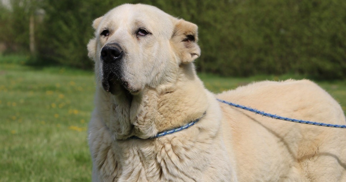 Leska traži dom: Gotovo tri godine čeka u skloništu u nadi da će je netko primijetiti