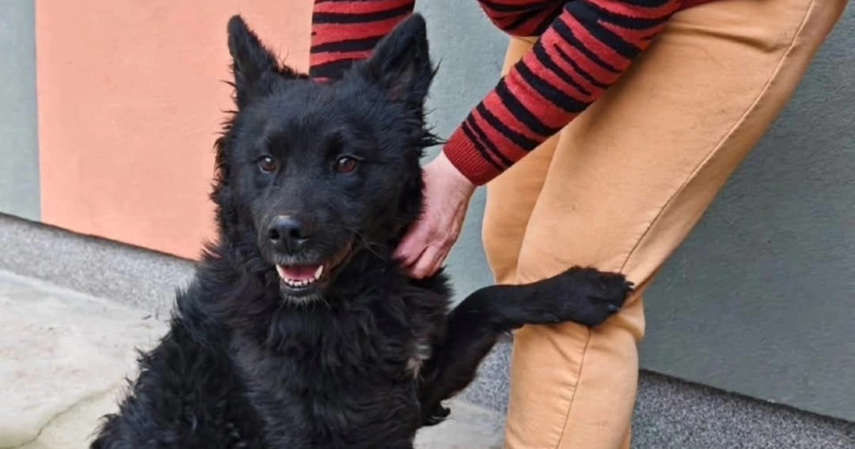 Divna Olga nije imala dobar život kod bivših vlasnika. Traži novu priliku za sreću