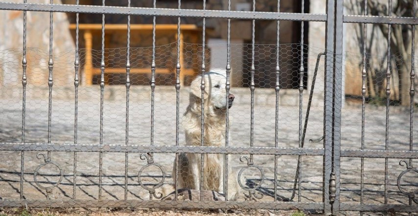 Pas Rudi tužno čeka ispred Bandićeve kuće, susjedi kažu da cijelu noć nije lajao