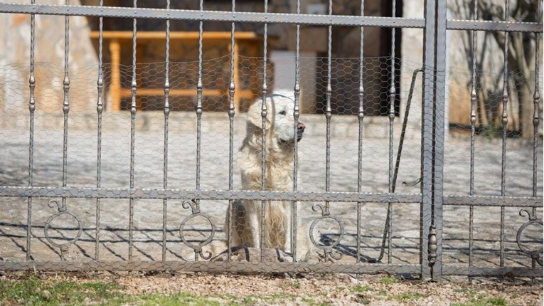 Pas Rudi tužno čeka ispred Bandićeve kuće, susjedi kažu da cijelu noć nije lajao