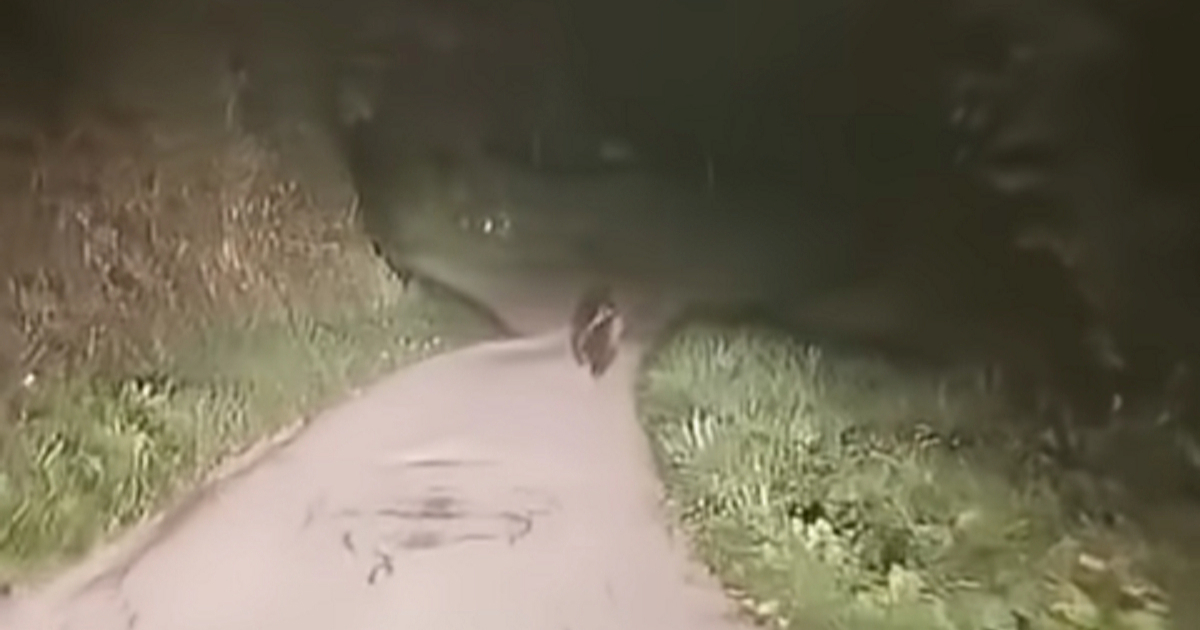 VIDEO U Istri ponovno viđen medvjed: "Kažu da ih ima cijela obitelj"