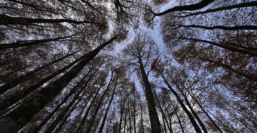 Dvojica muškaraca opustošili park šumu u Rovinju. Kazneno su prijavljeni