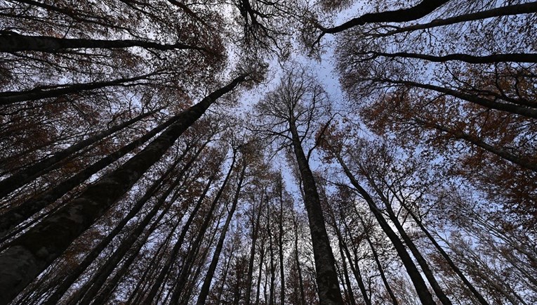Dvojica muškaraca opustošili park šumu u Rovinju. Kazneno će odgovarati