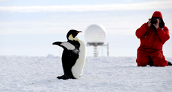 Tisuće carskih pingvina uginule na Antarktici