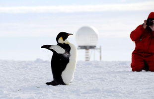 Tisuće carskih pingvina uginule na Antarktici