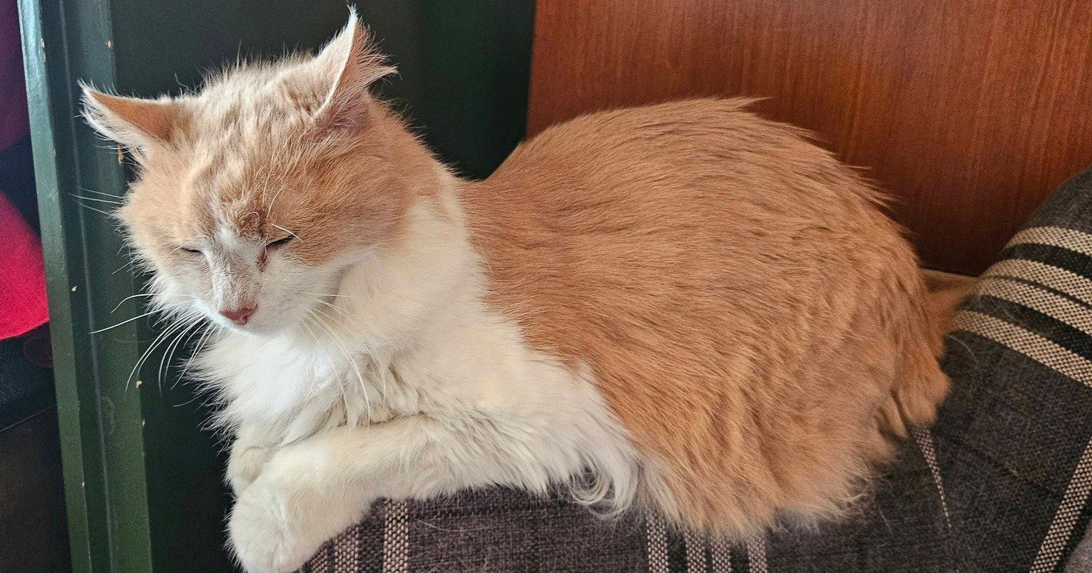 Traži se dom za 19-godišnju mačku nakon smrti vlasnice