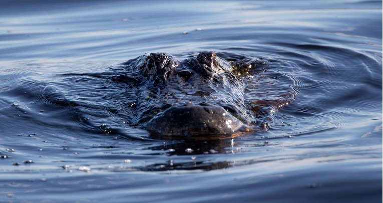 Muškarac u jezeru na Floridi tražio frizbije, ubio ga aligator