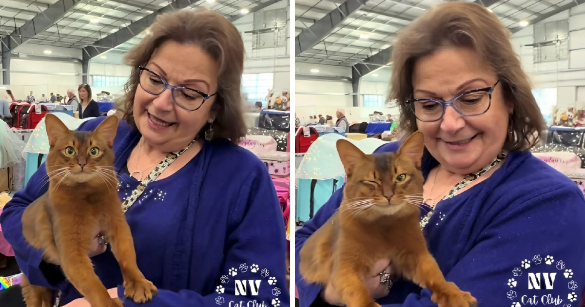 Šarmantni somalijski mačak Will osvojio internet svojom umiljatošću