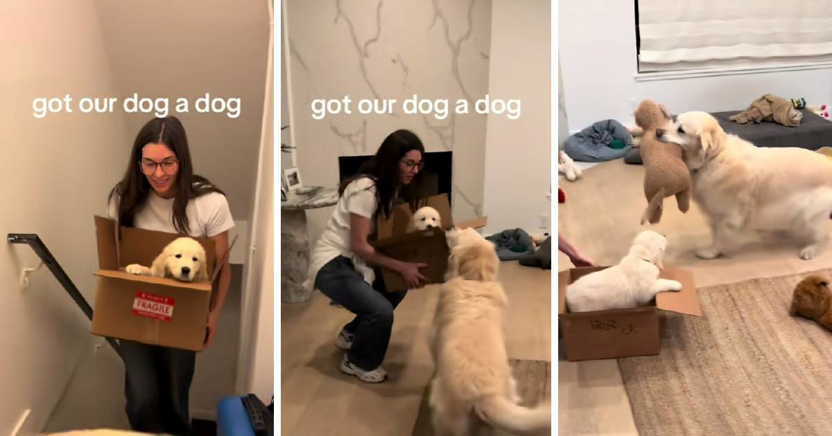 Reakcija zlatnog retrivera na novog &#x161;tenca raznje&#x17E;ila je ljude na internetu &#x1F979;