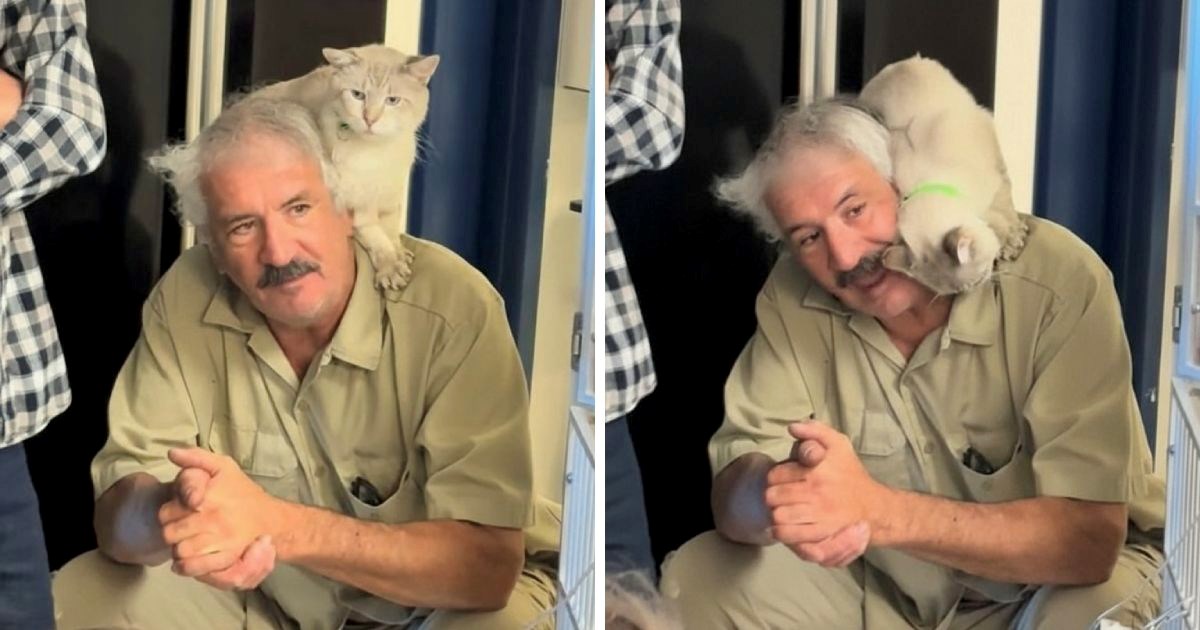 Stariji mačak upao na sastanak osoblja u skloništu i šarmom osvojio budućeg vlasnika