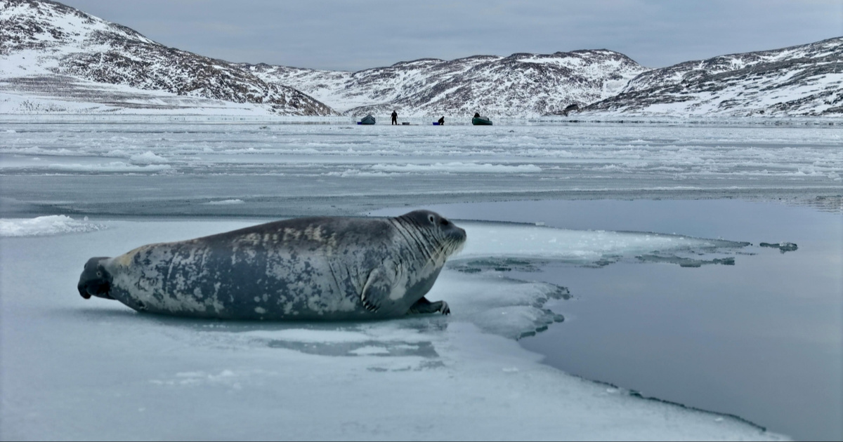 Nova Crvena lista: Arktičkim tuljanima prijeti izumiranje, ptice nestaju