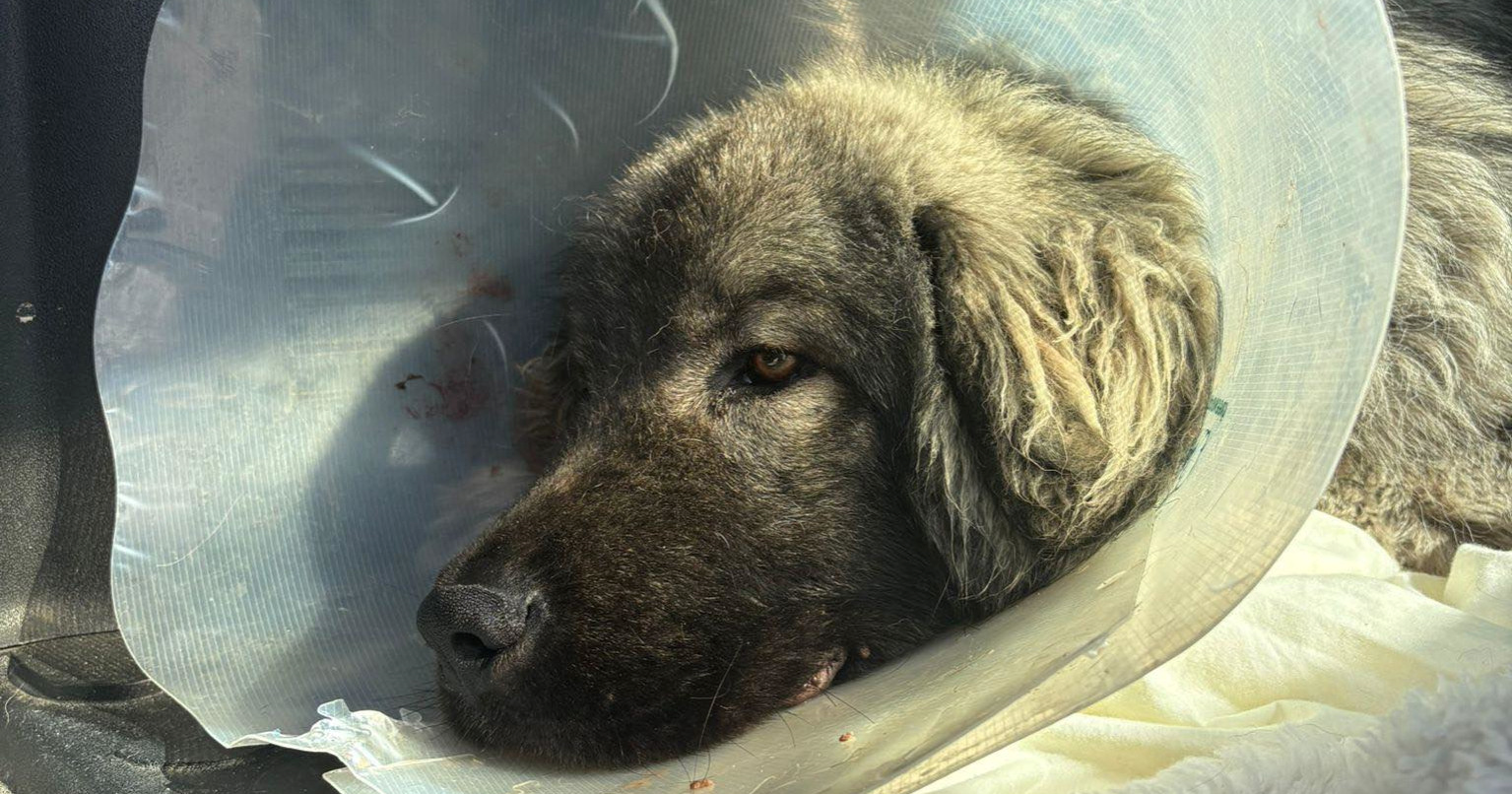 Pas Medo ustrijeljen i napušten u Slavoniji, volonteri traže pomoć