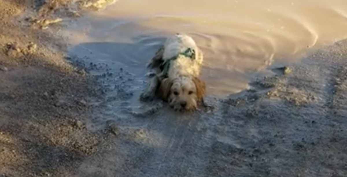 Nestašni pas uletio u baru i nije htio izaći. Njegov smiješni video postao hit