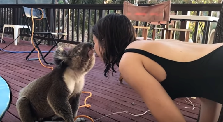 Preslatka koala prišla ženi i priuštila joj susret koji se ne zaboravlja