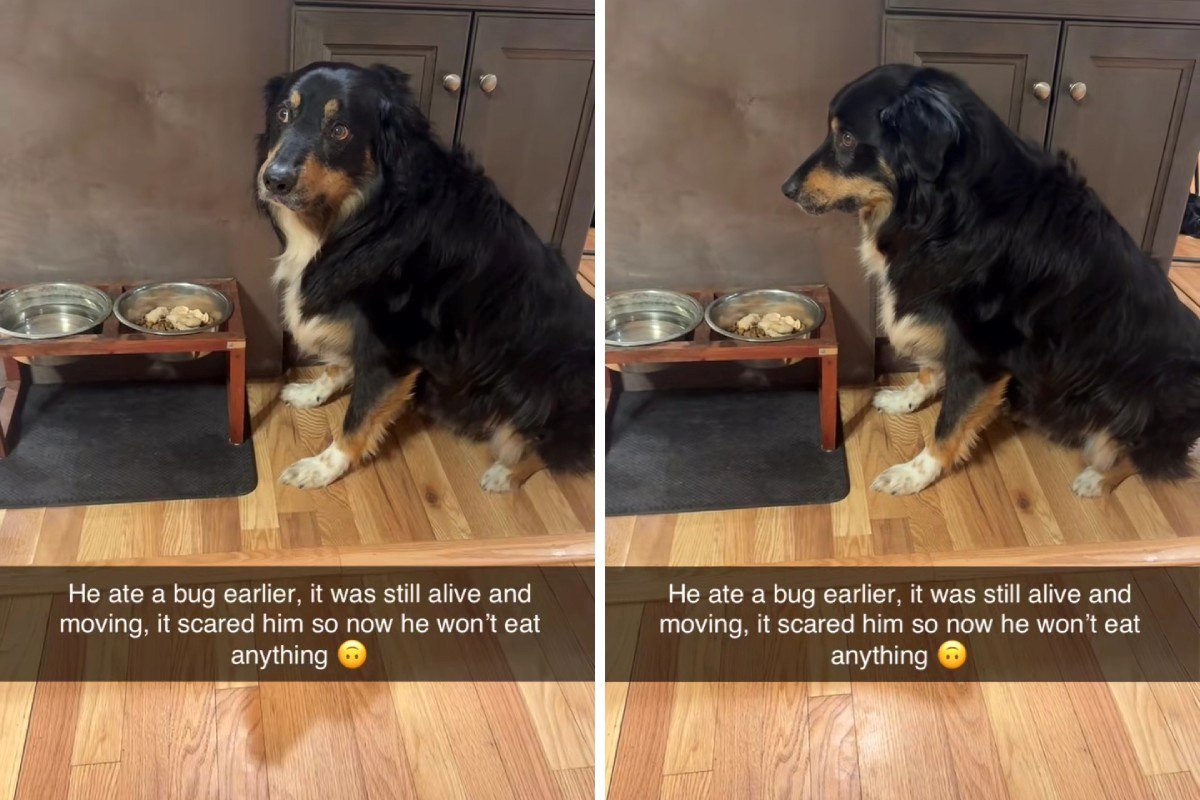 Australski ovčar odbija jesti nakon što ga je prestrašio kukac, video je hit