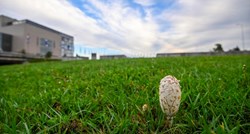 FOTO Kod zagrebačkih fontana rastu - gljive