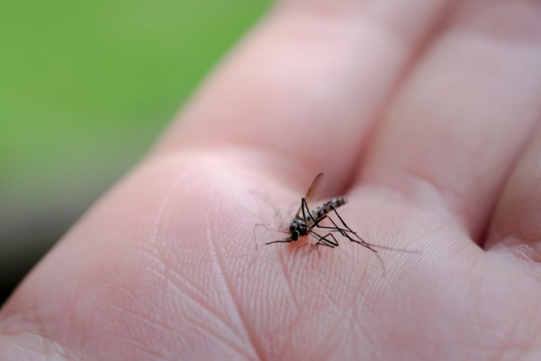 Izluđuju vas komarci? Donosimo 4 jednostavna rješenja koja će vas spasiti