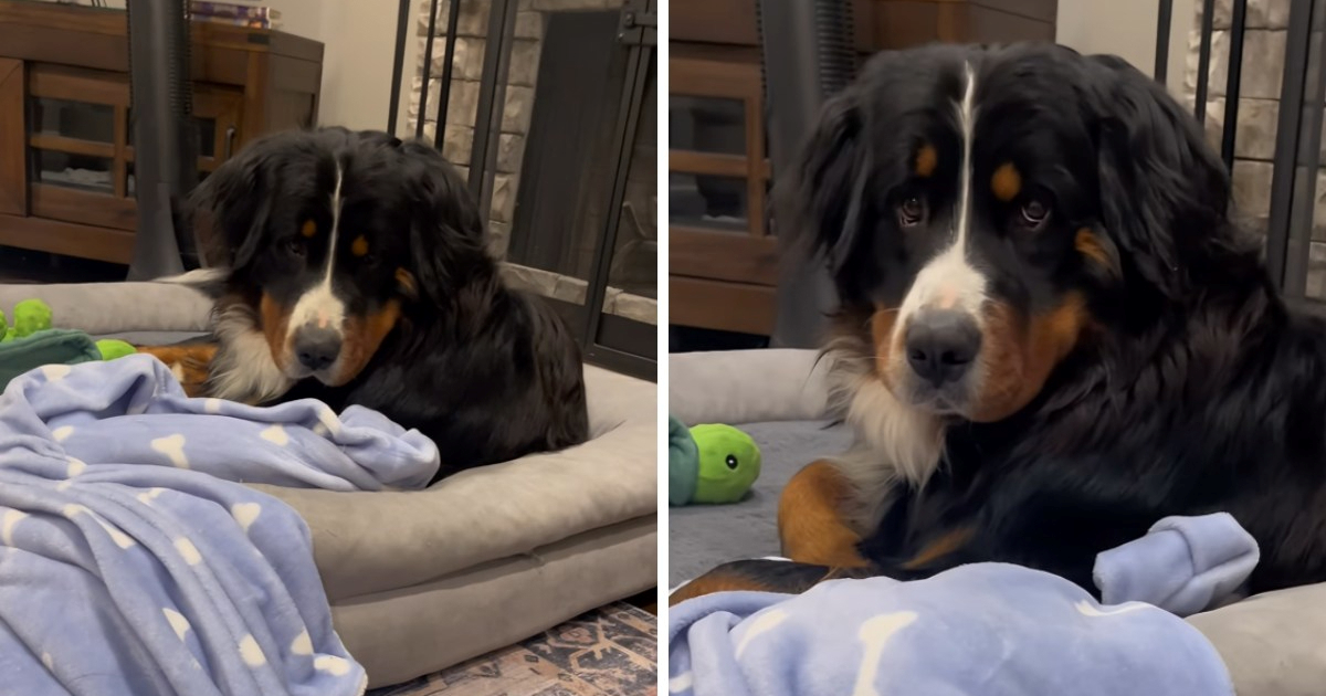 Pas ne želi podijeliti svoju omiljenu dekicu s vlasnicom, video je hit