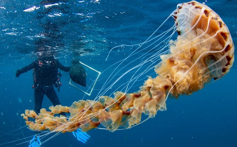 FOTO Splitski znanstvenici snimili golemu meduzu: "Ovakvu nikad nismo vidjeli"