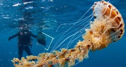 FOTO Splitski znanstvenici snimili golemu meduzu: "Ovakvu nikad nismo vidjeli"