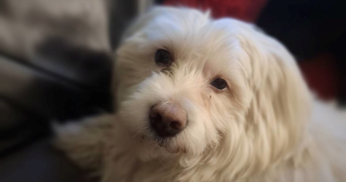 Psić Chi Chi treba hitnu operaciju, vlasnica Kristina zamolila ljude za pomoć