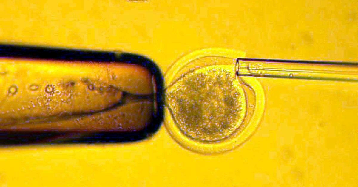 Znanstvenici po prvi put "pomladili" ljudske jajne stanice