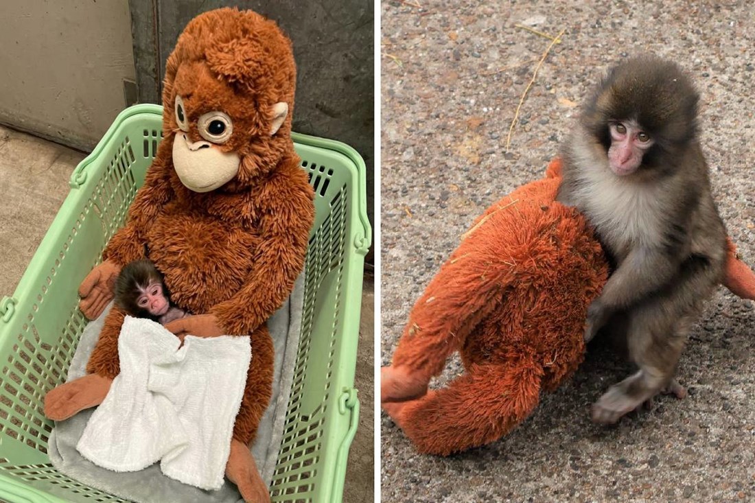 Tisuće ljudi navalile u japanski ZOO zbog Puncha, on se sad puno bolje snalazi😭