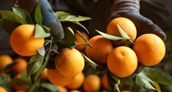 Četiri putnika pojela 30 kilograma naranči da izbjegnu dodatne troškove