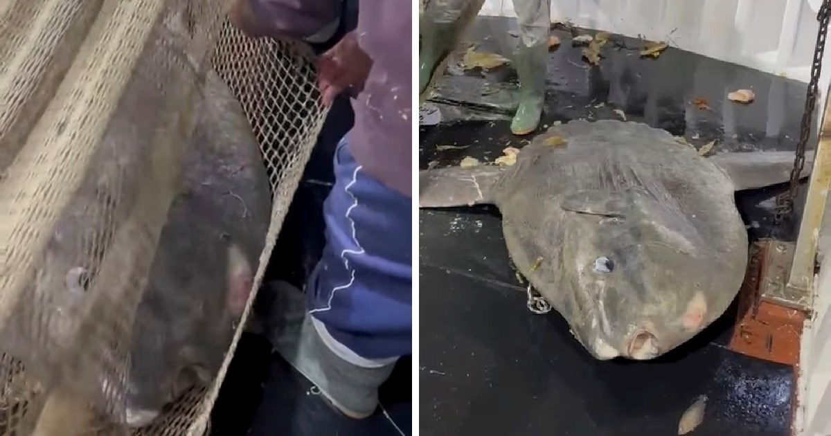 Hrvatski ribari susreli se s gigantskom ribom, žrtvovali su opremu kako bi je spasili