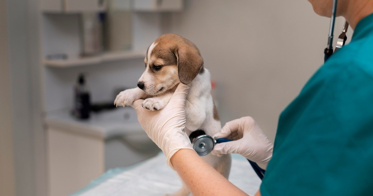 Koliko često treba voditi psa veterinaru, ovisno o dobi i pasmini