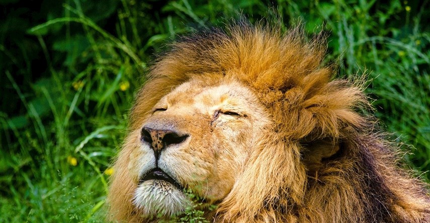 Zanimljive činjenice o lavovima koje sigurno niste znali