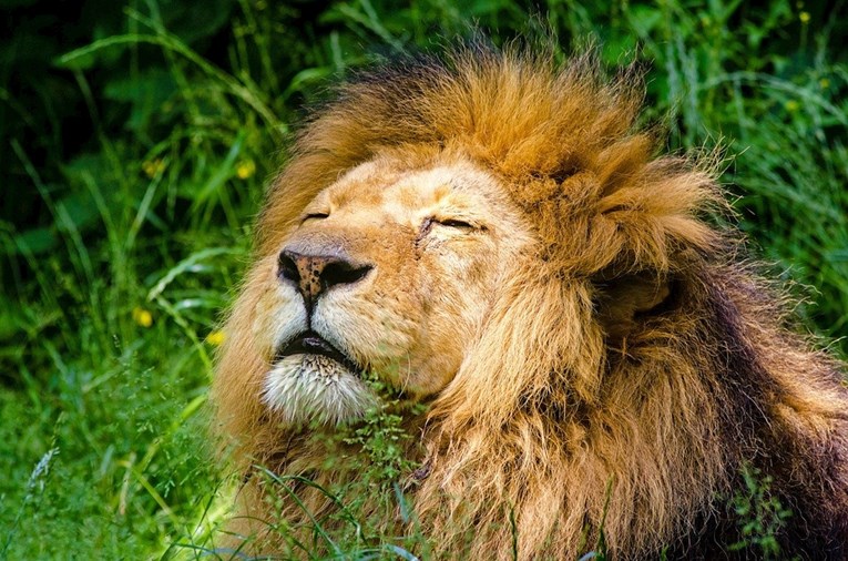 Zanimljive činjenice o lavovima koje sigurno niste znali