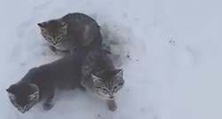 Tri mačića pronađena u snijegu sa smrznutim repićima slijepljenima za tlo