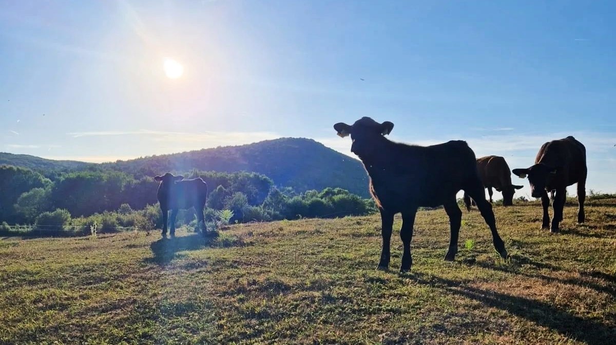Steakovi s farme iz Gornjeg Poloja među najboljima su na svijetu