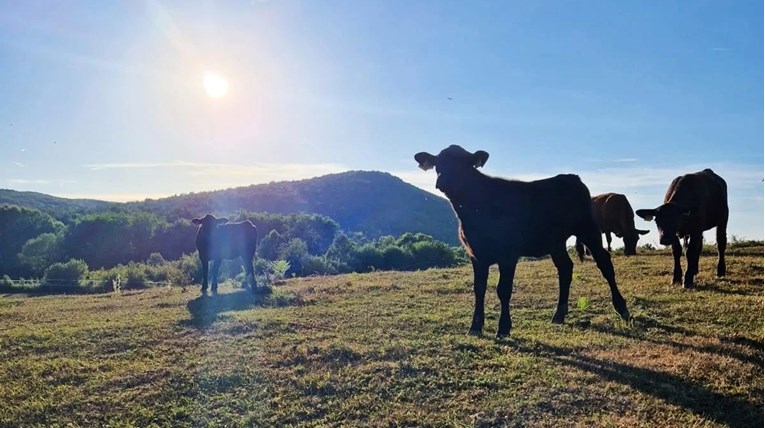 Steakovi s farme iz Gornjeg Poloja među najboljima su na svijetu
