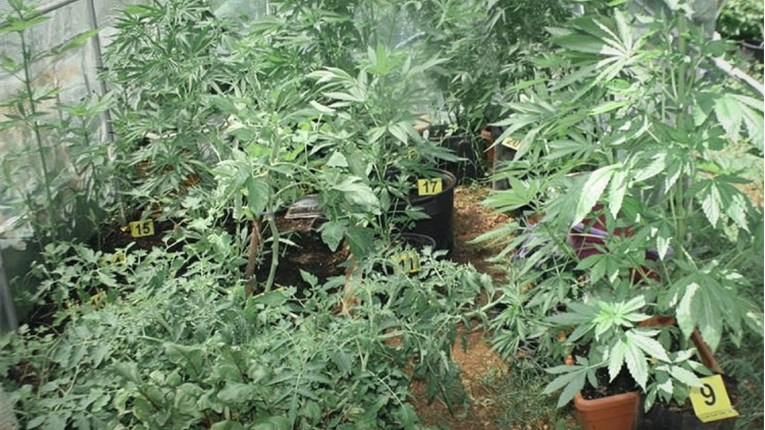 FOTO Policija mu pronašla hrpu marihuane u kući u Bilicama kod Šibenika